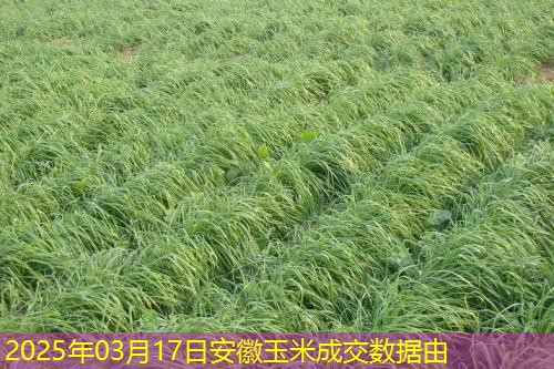2025年03月17日安徽玉米成交数据由