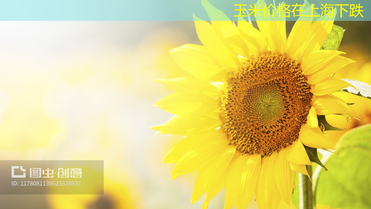 玉米价格在上海下跌