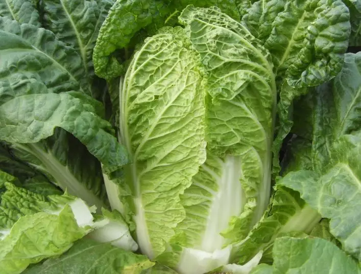 玉米价格在上海下跌