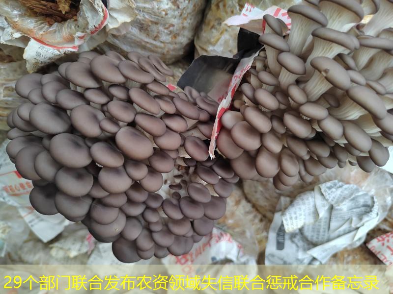 29个部门联合发布农资领域失信联合惩戒合作备忘录