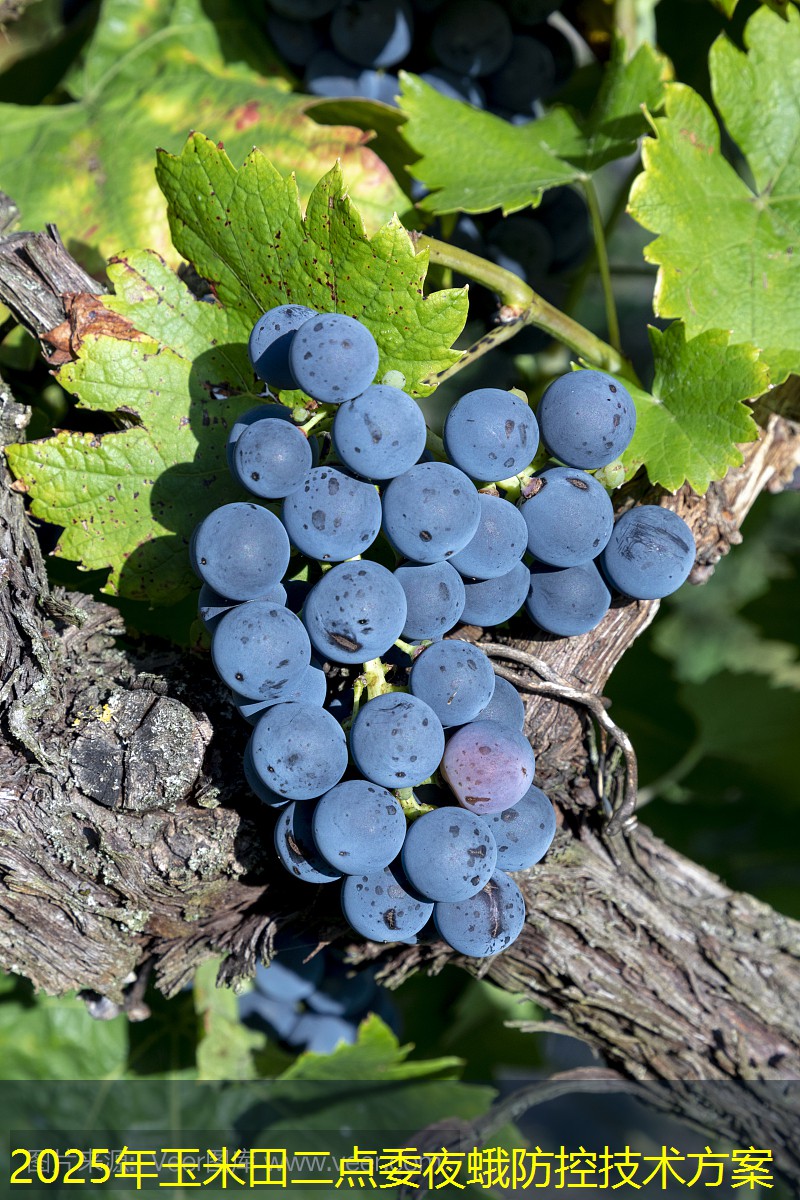 2025年玉米田二点委夜蛾防控技术方案