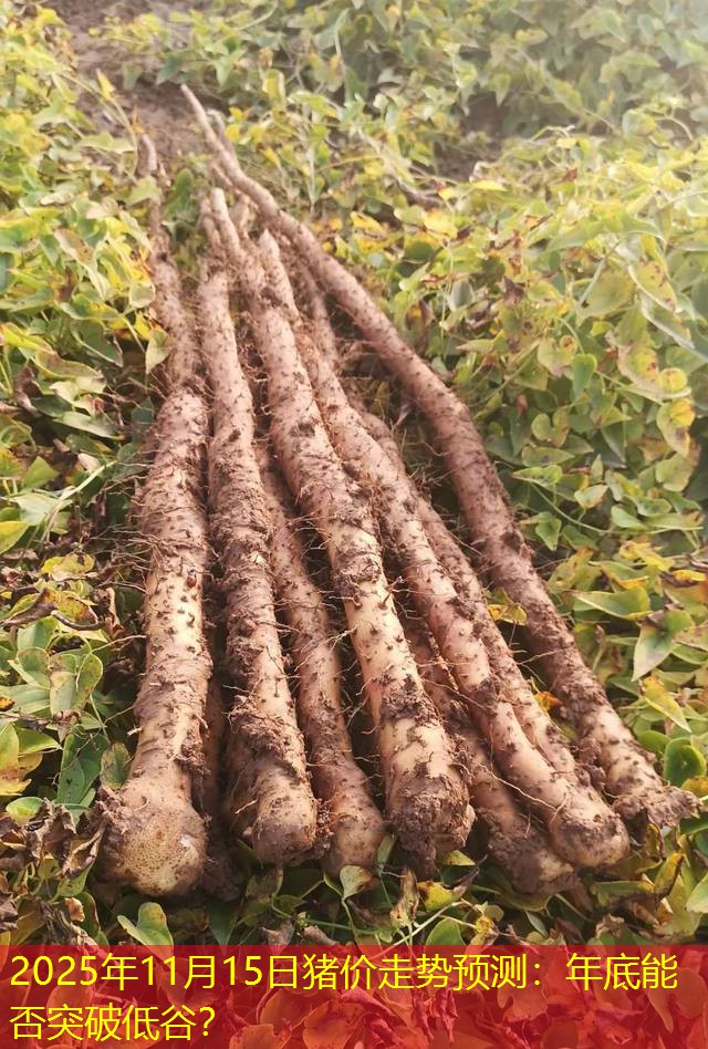 2025年11月15日猪价走势预测：年底能否突破低谷？