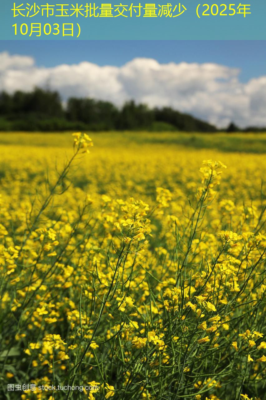 长沙市玉米批量交付量减少（2025年10月03日）
