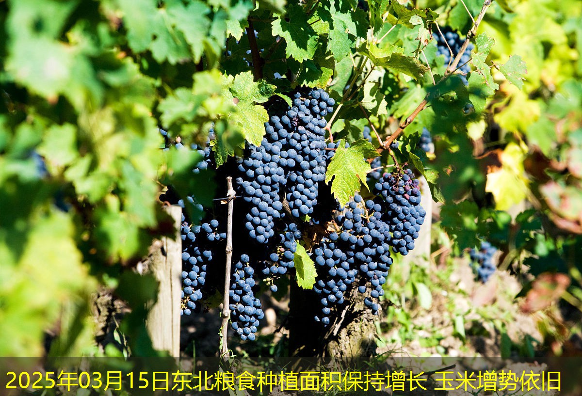 2025年03月15日东北粮食种植面积保持增长 玉米增势依旧