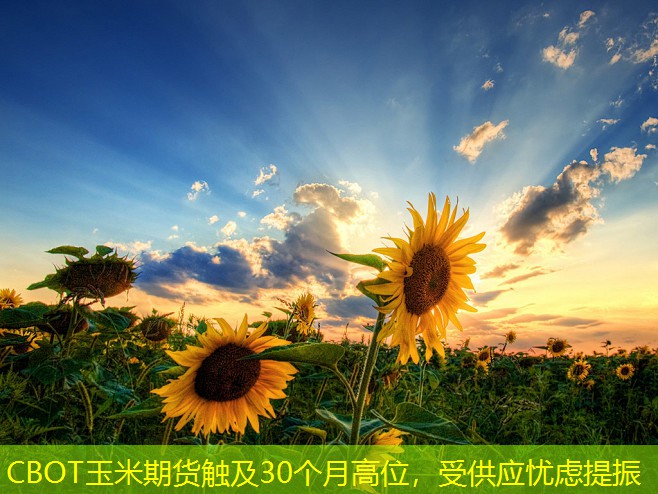 CBOT玉米期货触及30个月高位，受供应忧虑提振