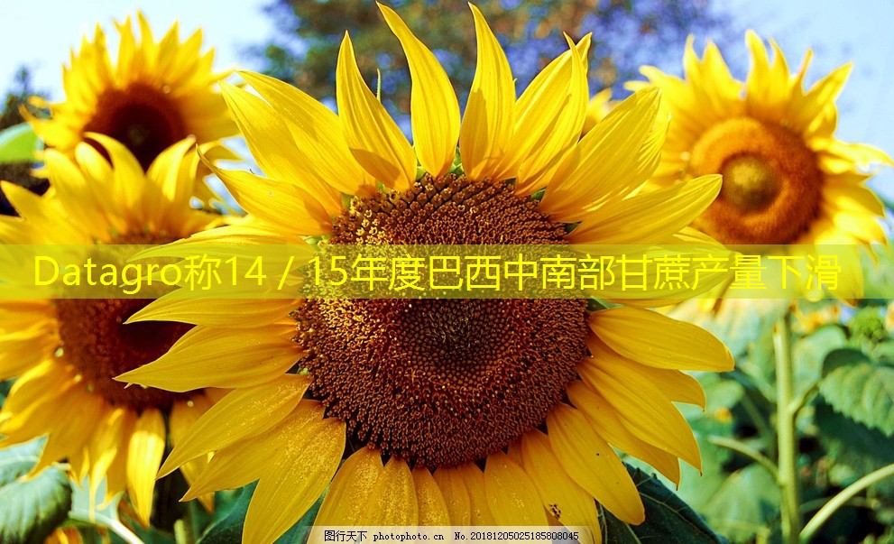 Datagro称14／15年度巴西中南部甘蔗产量下滑