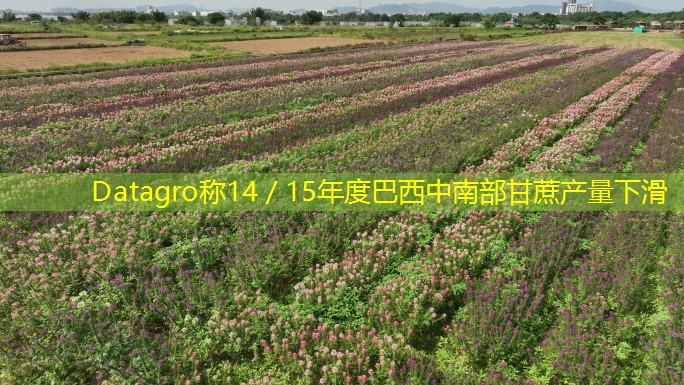 Datagro称14／15年度巴西中南部甘蔗产量下滑