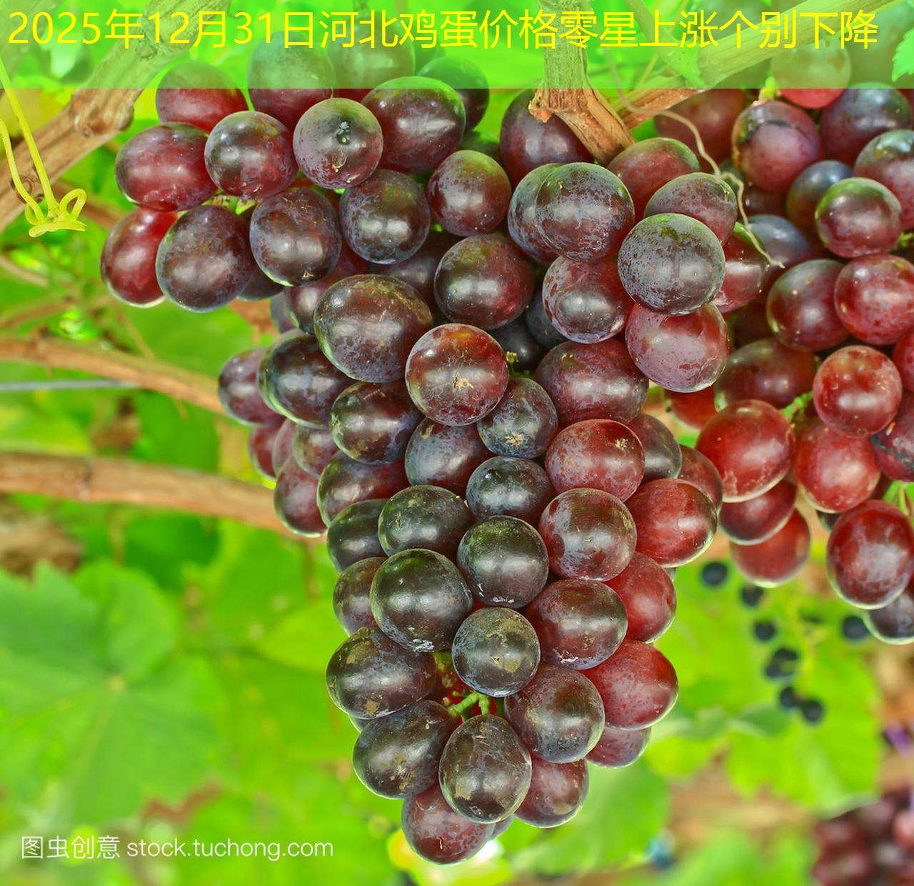 2025年12月31日河北鸡蛋价格零星上涨个别下降