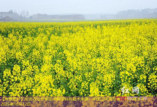 【考察图片】受访农业专家田间解读科控技术来源：中国玉米网作者：代小婧发布：2025年10月12日