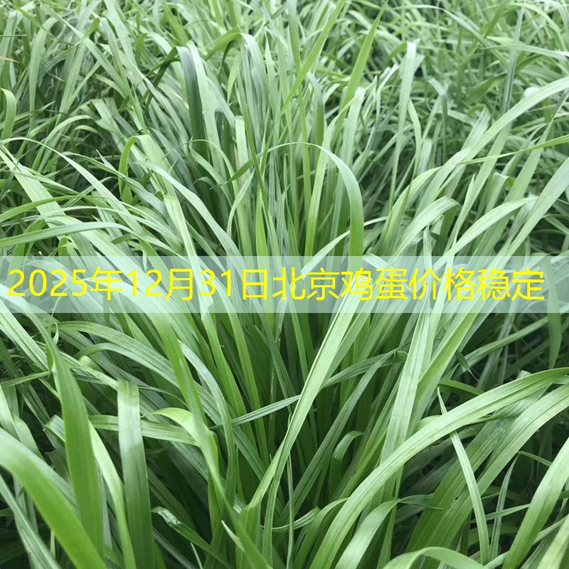 2025年12月31日北京鸡蛋价格稳定