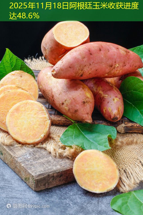 2025年11月18日阿根廷玉米收获进度达48.6%