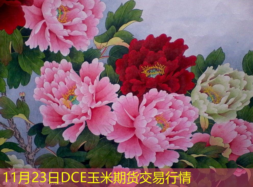 11月23日DCE玉米期货交易行情
