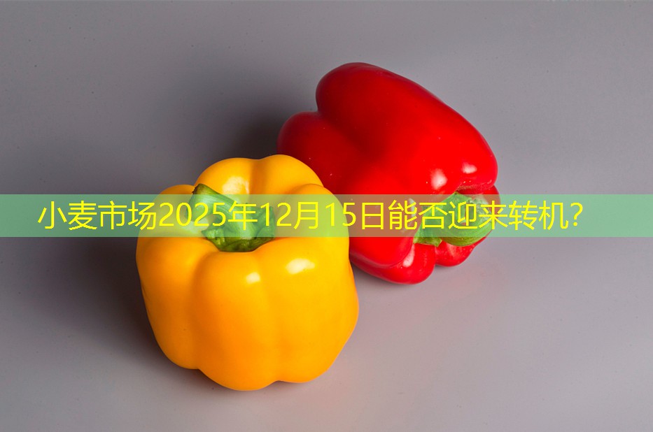 小麦市场2025年12月15日能否迎来转机？