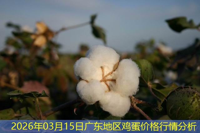 2026年03月15日广东地区鸡蛋价格行情分析
