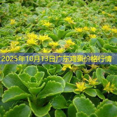 2025年10月13日广东鸡蛋价格行情