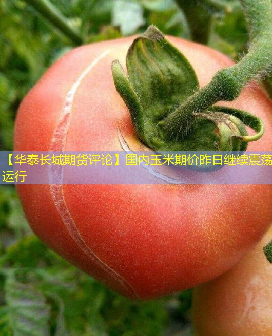 【华泰长城期货评论】国内玉米期价昨日继续震荡运行