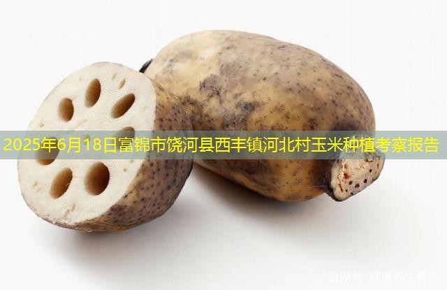 2025年6月18日富锦市饶河县西丰镇河北村玉米种植考察报告