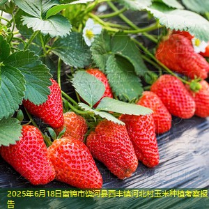 2025年6月18日富锦市饶河县西丰镇河北村玉米种植考察报告