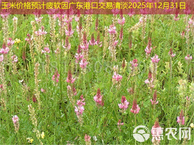 玉米价格预计疲软因广东港口交易清淡2025年12月31日