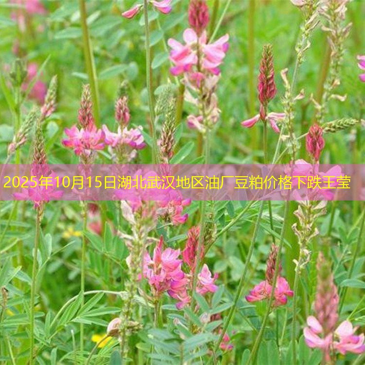 2025年10月15日湖北武汉地区油厂豆粕价格下跌王莹