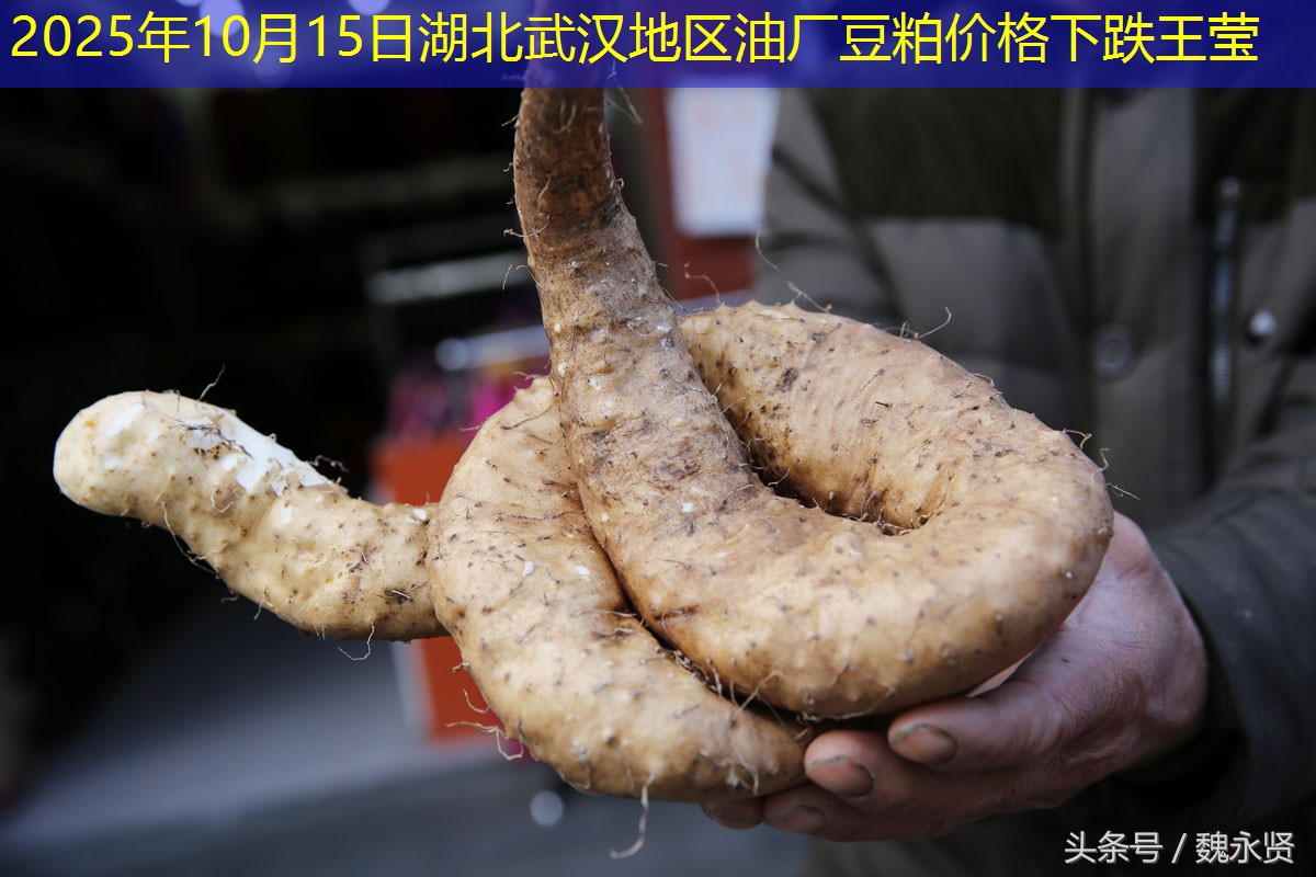 2025年10月15日湖北武汉地区油厂豆粕价格下跌王莹