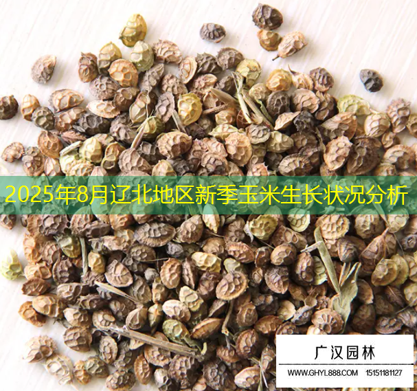 2025年8月辽北地区新季玉米生长状况分析