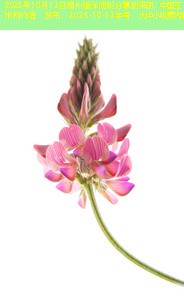 2025年10月13日德州福洋淀粉分享到来源：中国玉米网作者：发布：2025-10-13字号：大中小收藏内容