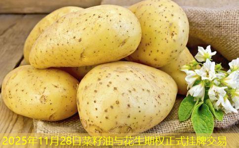 2025年11月28日菜籽油与花生期权正式挂牌交易