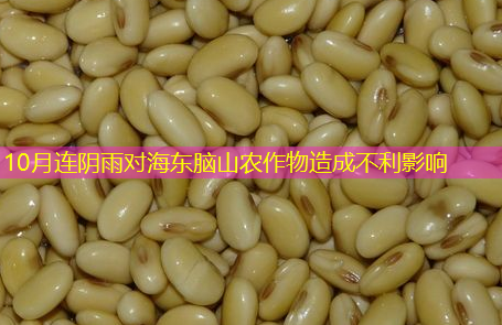 10月连阴雨对海东脑山农作物造成不利影响