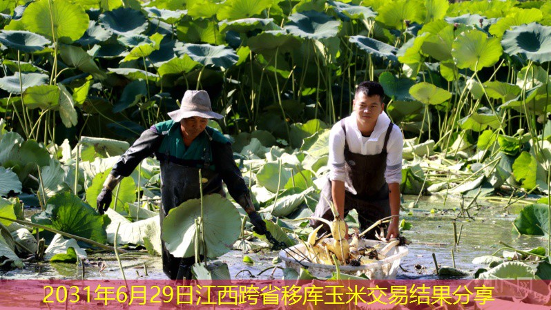 2031年6月29日江西跨省移库玉米交易结果分享