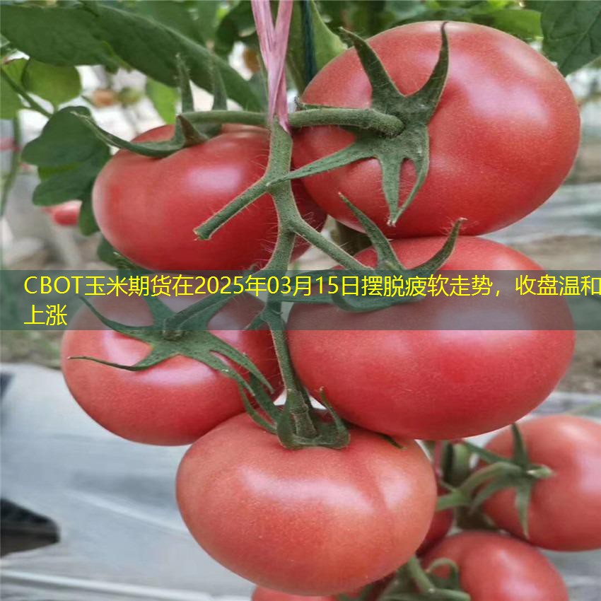 CBOT玉米期货在2025年03月15日摆脱疲软走势，收盘温和上涨