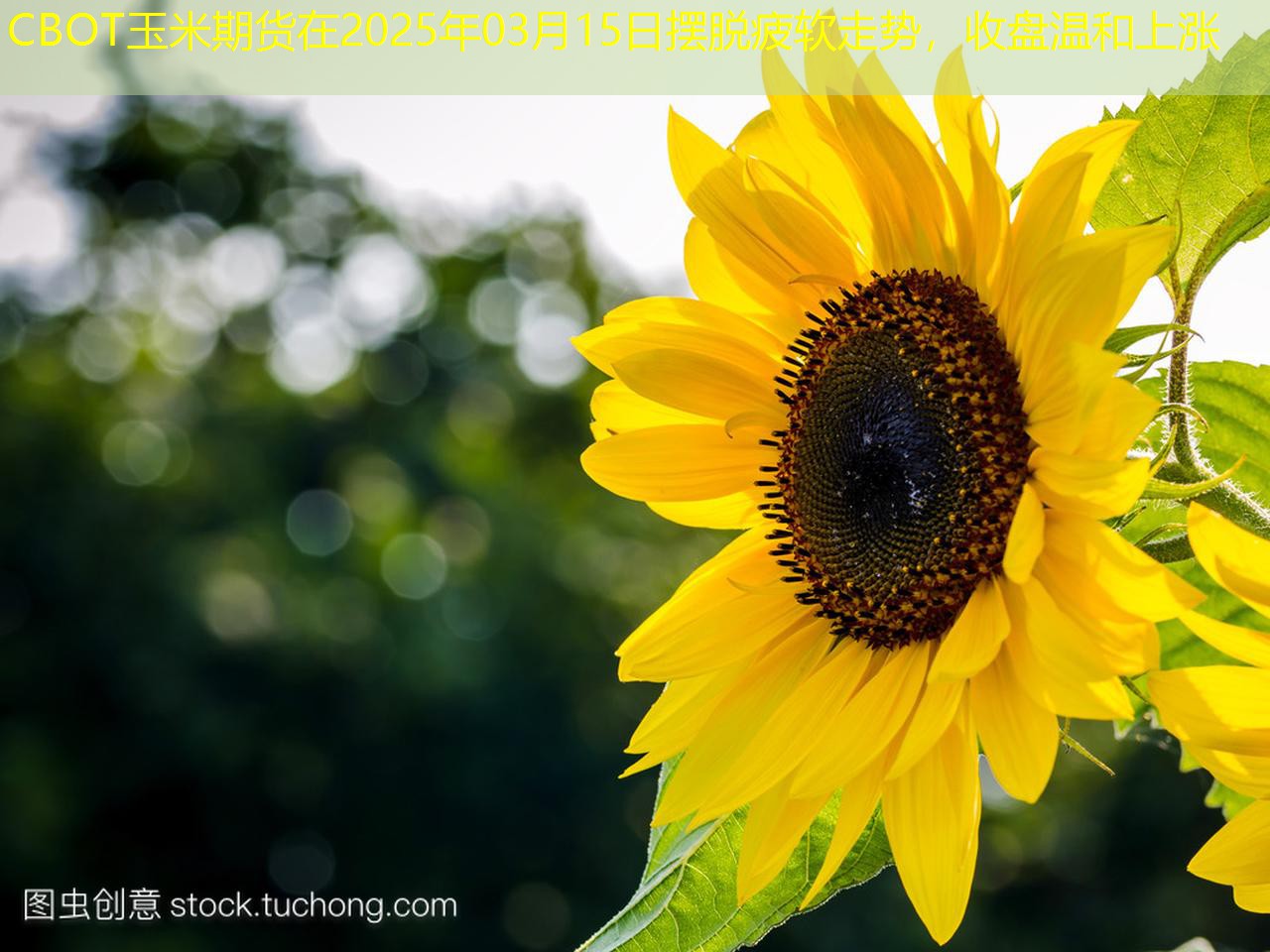 CBOT玉米期货在2025年03月15日摆脱疲软走势，收盘温和上涨