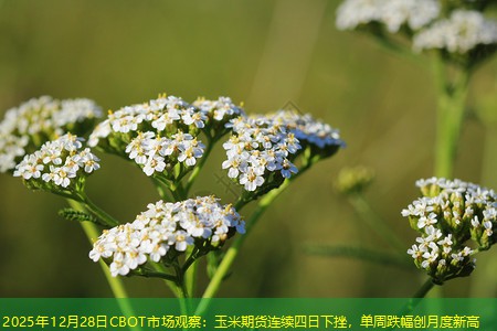 2025年12月28日CBOT市场观察：玉米期货连续四日下挫，单周跌幅创月度新高