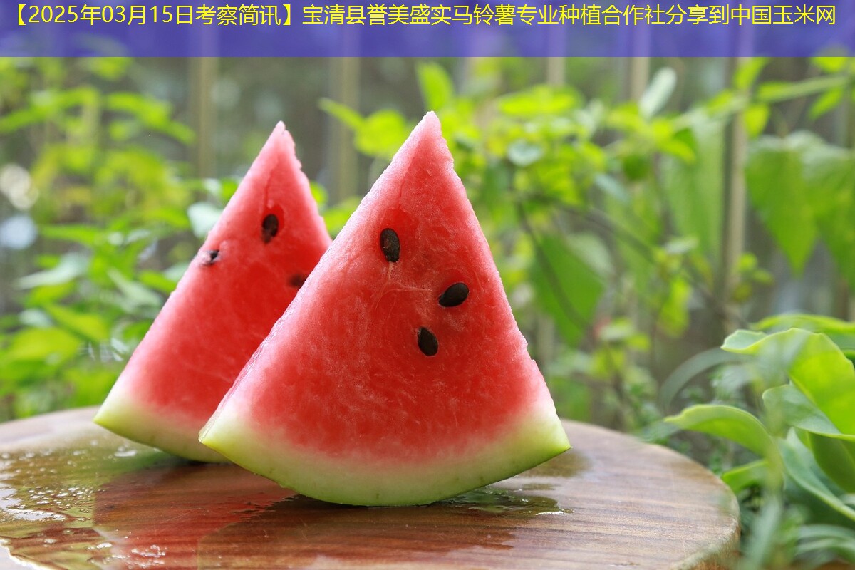 【2025年03月15日考察简讯】宝清县誉美盛实马铃薯专业种植合作社分享到中国玉米网