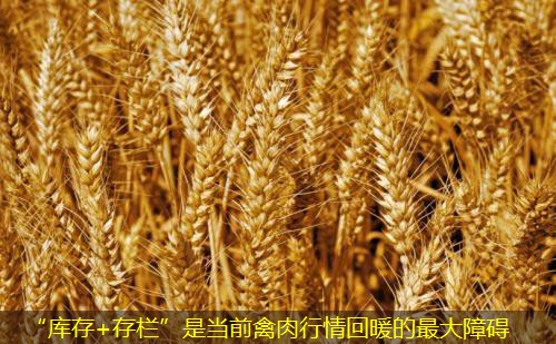 “库存+存栏”是当前禽肉行情回暖的最大障碍