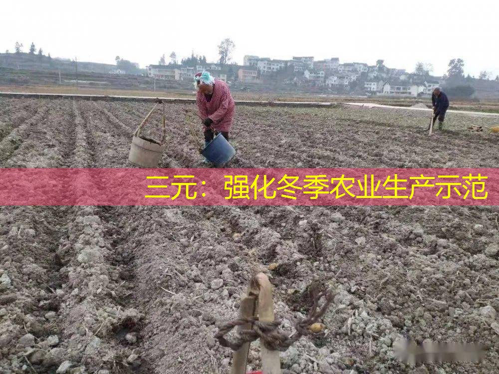三元：强化冬季农业生产示范