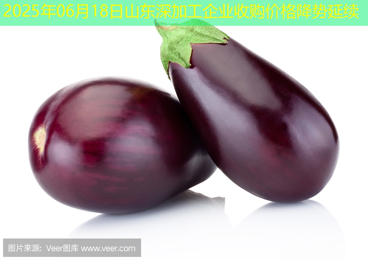 2025年06月18日山东深加工企业收购价格降势延续