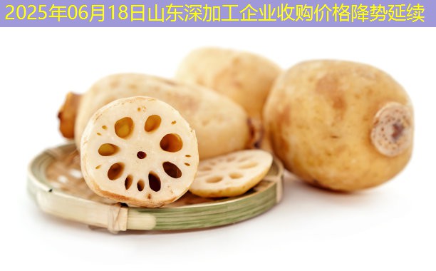 2025年06月18日山东深加工企业收购价格降势延续