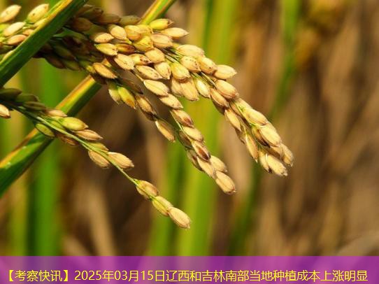 【考察快讯】2025年03月15日辽西和吉林南部当地种植成本上涨明显