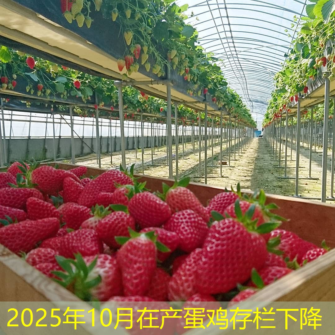 2025年10月在产蛋鸡存栏下降