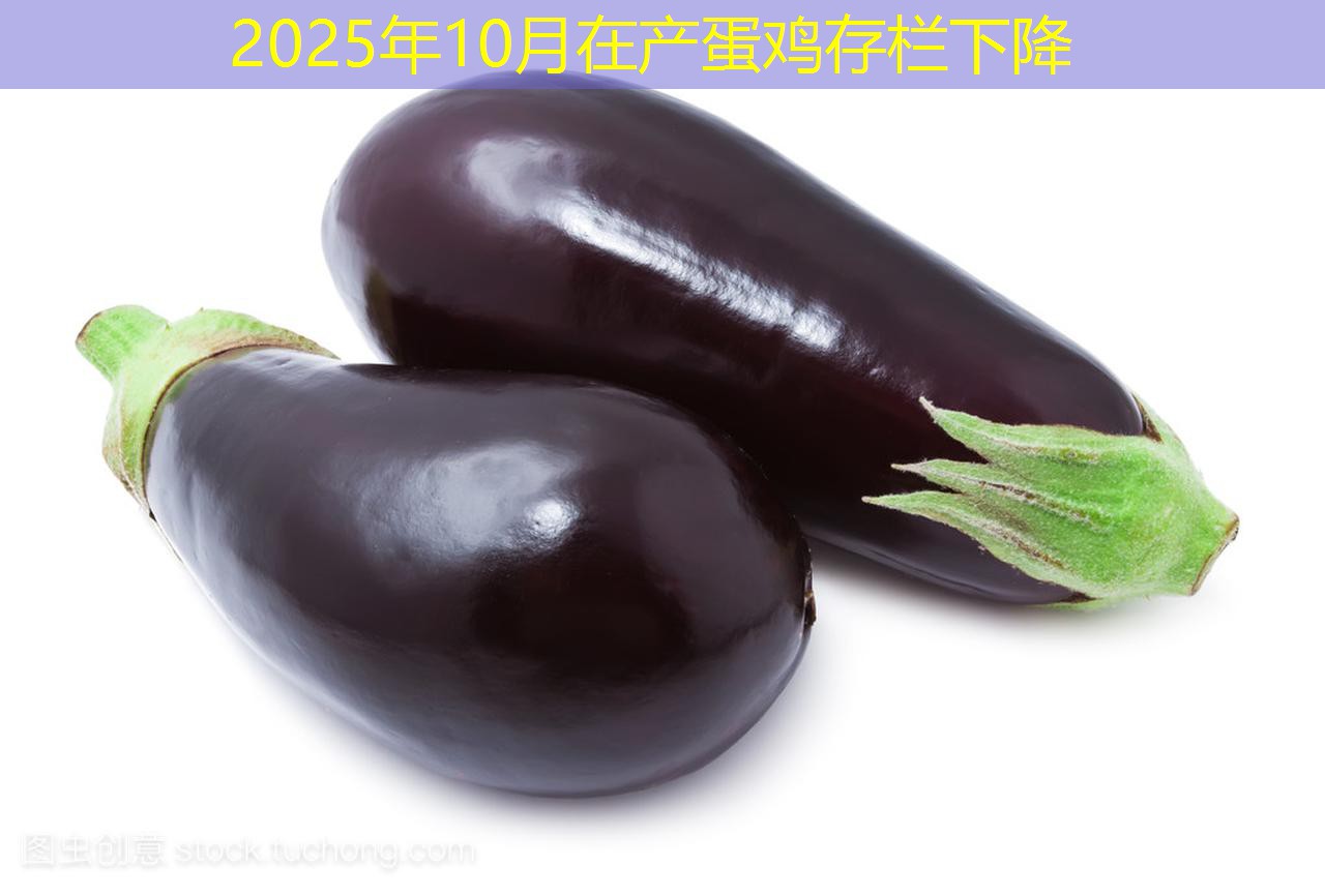 2025年10月在产蛋鸡存栏下降