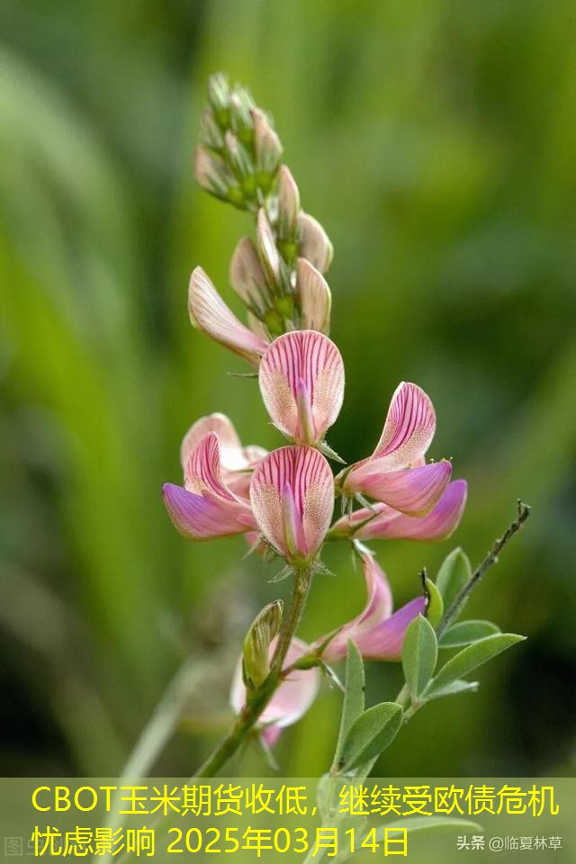 CBOT玉米期货收低，继续受欧债危机忧虑影响 2025年03月14日