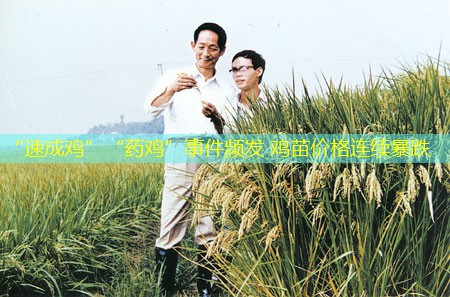 “速成鸡”“药鸡”事件频发 鸡苗价格连续暴跌