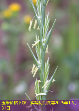 玉米价格下跌，酒精利润微薄2025年12月31日