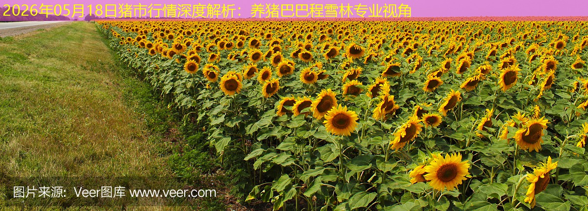 2026年05月18日猪市行情深度解析：养猪巴巴程雪林专业视角