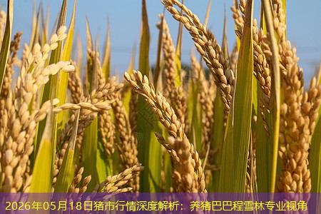 2026年05月18日猪市行情深度解析：养猪巴巴程雪林专业视角