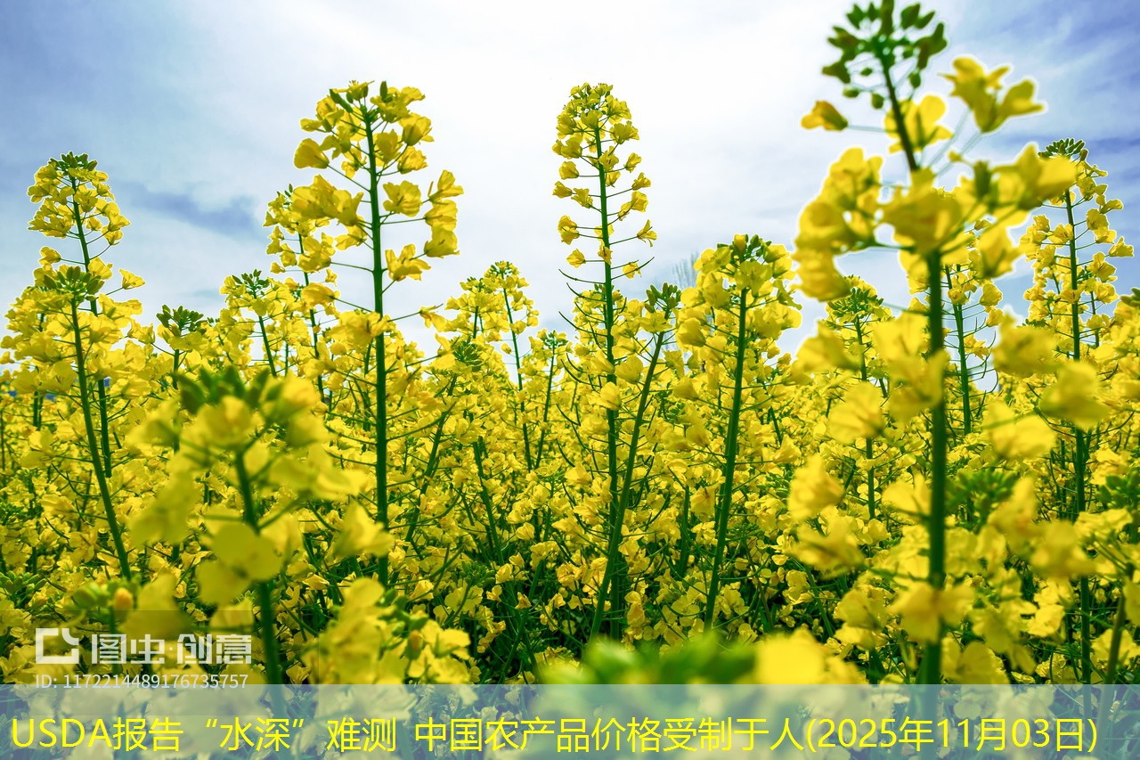 USDA报告“水深”难测 中国农产品价格受制于人(2025年11月03日)