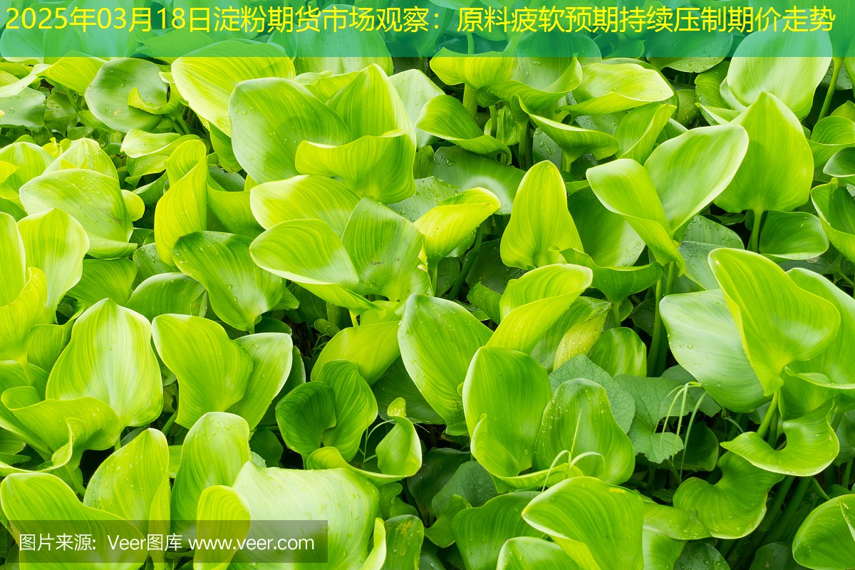 2025年03月18日淀粉期货市场观察：原料疲软预期持续压制期价走势