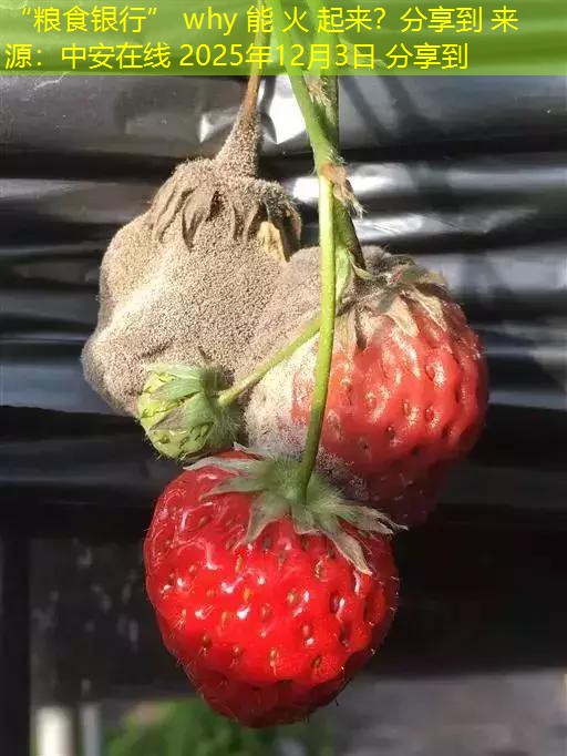 “粮食银行” why 能 火 起来？分享到 来源：中安在线 2025年12月3日 分享到