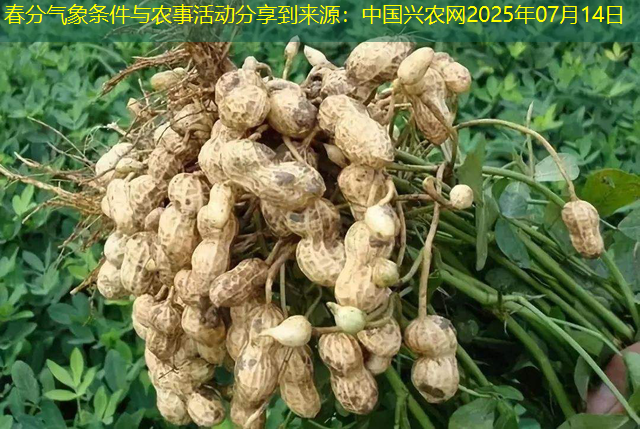 春分气象条件与农事活动分享到来源：中国兴农网2025年07月14日